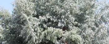 Place the tree's root ball into the planting hole and stand the tree up straight. Eucalyptus Species Argyle Apple Mealy Stringbark Silver Dollar Gum Tree Eucalyptus Cinerea
