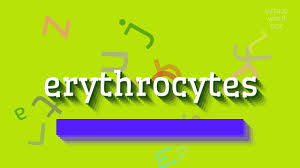 In a few days, the last of the polyribosomes disintegrate and disappear, and the cell is a mature erythrocyte. How To Say Erythrocytes High Quality Voices Youtube