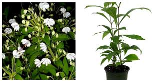 Image result for Clerodendrum incisum