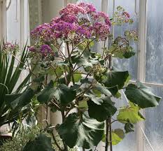 Image result for Pericallis