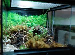 Mini Vivarium Tillandsias Puka Shells Frog Moss And Small Pieces Of Cork Flats Reptile Tank Vivarium Puka Shell