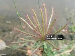 Image result for Chloris pycnothrix