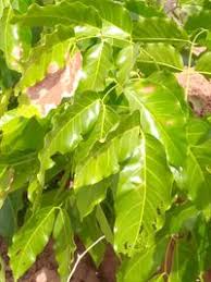 Image result for Isoberlinia tomentosa