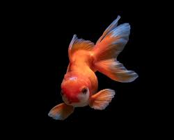 The betta or siamese fighting fish betta splendens is a very beautiful and vies with the highly favored guppy poecilia reticulata and the familiar goldfish carassius auratus for the title of best known fish. Can Betta Fish Live With Goldfish Betta Fish World