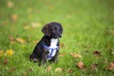 Like us each dog has. Puppy Training Classes Near Me Elwood 3184 Puppy Dog Training Elwood 3184