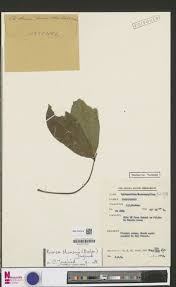 Image result for Rourea thomsonii