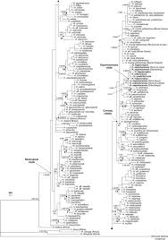 Image result for Habenaria tentaculigera