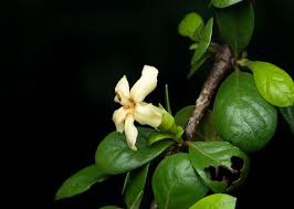 Image result for Catunaregam