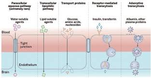 Außerdem hält diese physiologische barriere das spezielle innere. Ausgabe 2 2016 Gewebegangigkeit Der Antiretroviralen Therapie