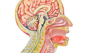 The lymph nodes in the neck will be felt for any signs of cancer. Liverpool Head And Neck Cancer Research Gets 200k Boost