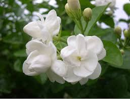 Bunga melati putih atau jasminum sambac ditetapkan sebagai salah satu bunga nusantara atau bunga nasional indonesia. Melati Putih Jasminum Sambac Sebagai Puspa Bangsa