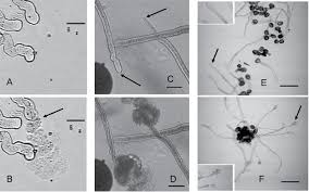 Check spelling or type a new query. Bursting Of Pollen Cells 1 2min After Flooding Pollen Tubes Growing In Download Scientific Diagram