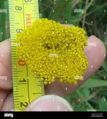 Image result for Helichrysum umbraculigerum