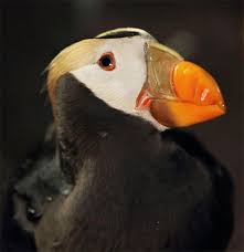 Birds On The Bay Podcast Fashionable Feathers The Plumage Of Our Puffins Changes With The Seasons Learn More In Our Podcast Https Soundcloud Com Puffins Bird Birds Best Pet Birds