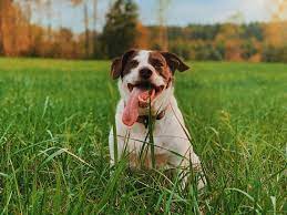 My Dog Eats Grass Does This Mean She S Sick Firstvet
