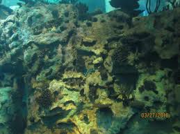 Aquarium Picture Of Khalifa Park Abu Dhabi Tripadvisor