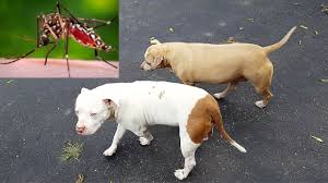 Learn more about these fascinating insects. Do Mosquitoes Bite Dogs Interesting Answer Pestions Com