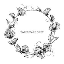 Download Sweetpea Clipart Vector In Ai Svg Eps Or Psd