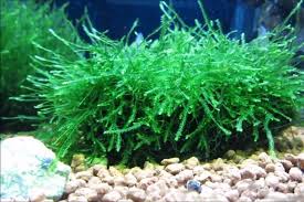 How can i make java moss grow faster? Java Moss Plant Complete Care Guide Planting And Propagation
