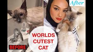 Try using a damp washcloth to bathe a cat under these circumstances. How I Bathe My Cat Warning Cuteness Overload Youtube
