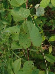 Image result for Astripomoea grantii