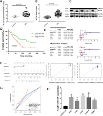 I don't know how wtap. Wtap Promotes Osteosarcoma Tumorigenesis By Repressing Hmbox1 Expression In An M 6 A Dependent Manner Cell Death Disease