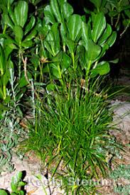 Image result for Pycreus polystachyos