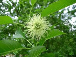 Image result for Maclura africana