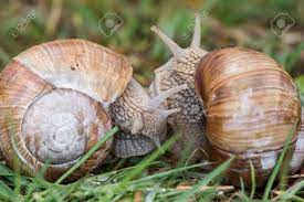 Edible Snail Common Names The Burgundy Snail, Roman Snail Or Escargot Stock  Photo, Picture and Royalty Free Image. Image 27570003.