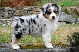 Photo about a blue merle australian shepherd puppy with light blue eyes poses in the grass. Australian Shepherds