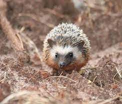 African Pygmy Hedgehog Google Search Pygmy Hedgehog Hedgehog African