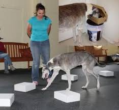 A Sighthound S Adventure In Nose Work Dog Star Daily Nose Work Dogs Nose Work Dog Training