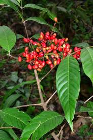 Image result for Lepisanthes senegalensis