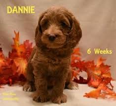 Our australian labradoodles are a part of our family and are included in most everything we do. Puppyfinder Com Australian Labradoodle Puppies Puppies For Sale Near Me In Minnesota Usa Page 1 Displays 10