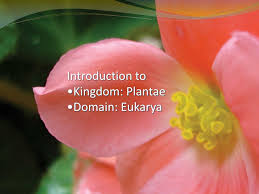 Ppt Introduction To Kingdom Plantae Domain Eukarya Powerpoint Presentation Id 4227636