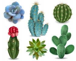 Debe hacerse solo cuando la tierra o sustrato de la planta esté completamente seco es decir, para un cactus cada 10 o 15 días ( 2 o 3 veces al mes) y. Tips De Cuidados Para Cactus Y Suculentas Plantae