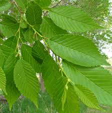 Image result for Ulmaceae