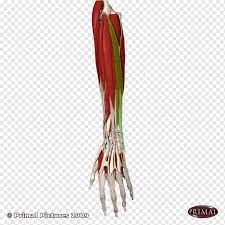 (extensor digiti quinti proprius labeled at center left.) the extensor digiti minimi ( extensor digiti quinti proprius) is a slender muscle of the forearm, placed on the ulnar side of the extensor digitorum communis, with which it is generally connected. Extensor Digiti Minimi Muscle Png Images Pngwing