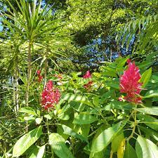 Up to 5,000 ft (1,500 m) above mean sea level in costa rica. Costa Rica Fantasia Blumenimport Und Blumenexport Frankfurt