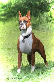 Nov 06, 2020 · the boxer was the breed of choice for a pair of famous movie stars. Pictures Of Boxer Dog Breed Boxer Dog Breed Boxer Dog Pictures Boxer Dogs