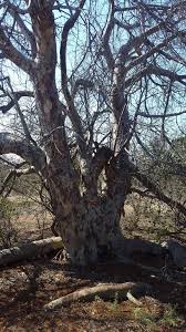 Image result for Sterculia rogersii