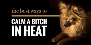 I respect those who can do this. How To Calm A Bitch In Heat Season Our Top 9 Tips