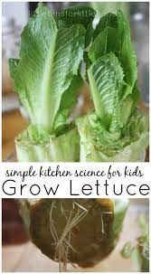 Okay, here we are at the point you really want to know! Regrow Lettuce Activity For Kids Little Bins For Little Hands
