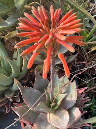 Image result for Aloe mzimbana