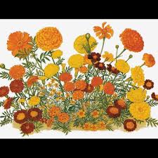 Pin By Shelby Harris On Tattoos Flower Illustration Flower Drawing Marigold Tattoo