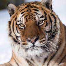 Siberian Tiger Also Referred To As The Amur Tiger Serhat Demiroglu Wildlife Photography Tiger Photography Siberian Tiger Amur Tiger