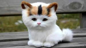 Buyumeyen Kedi Cinsi Nedir Kizlarsoruyor
