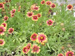 Gaillardia Pulchella Indian Blanket Flower Farm Flowers Florida Native Plants
