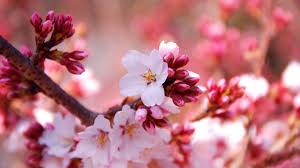 191 sakura hd wallpapers and background images. Sakura Background Airwallpaper Com