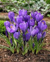 What plants are for remembrance. Crocus Remembrance Crocus Vernus Remembrance Plants Flowers 99roots Com